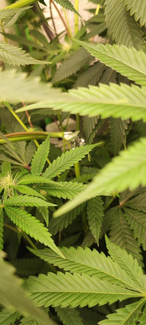 Mimosa. Week 9