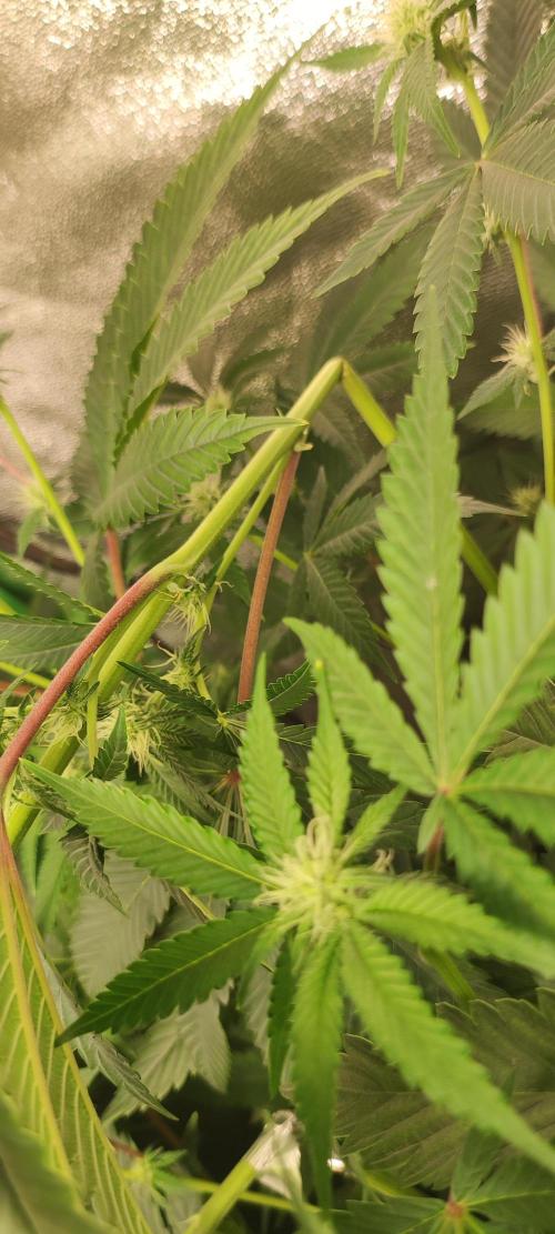 Mimosa. Week 9