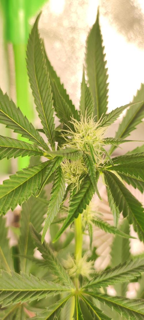Mimosa. Week 9