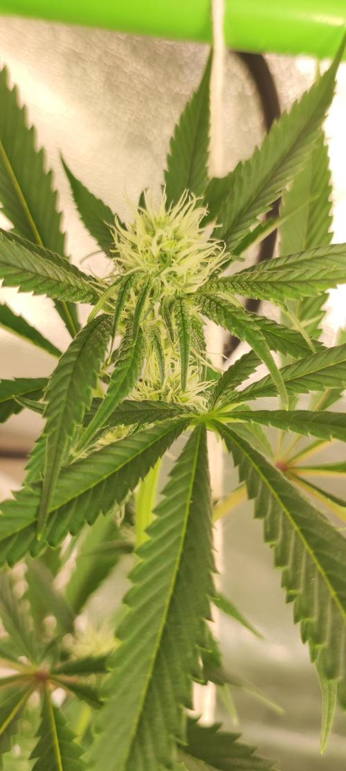 Mimosa. Week 9