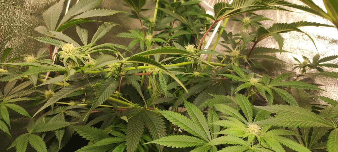 Mimosa. Week 9