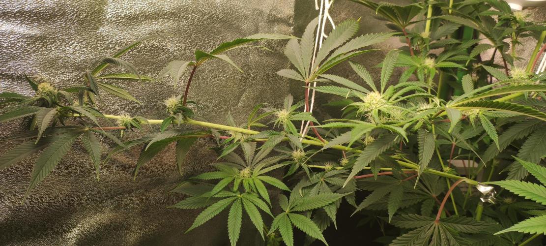 Mimosa. Week 9