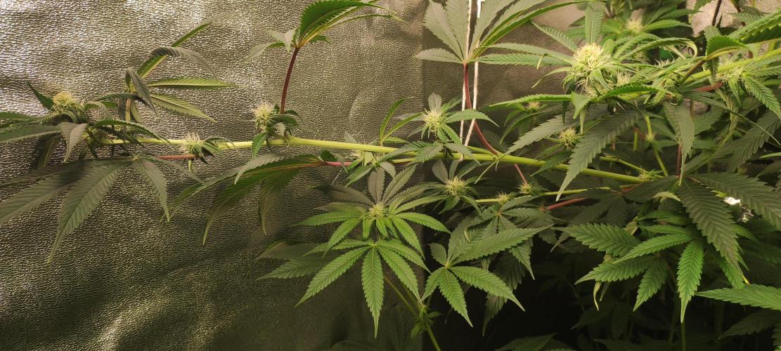 Mimosa. Week 9
