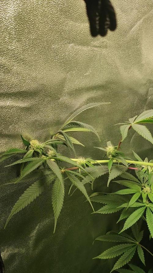 Mimosa