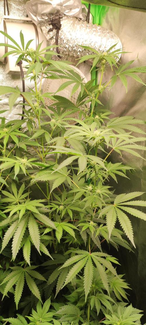 Garlotti. Week 9