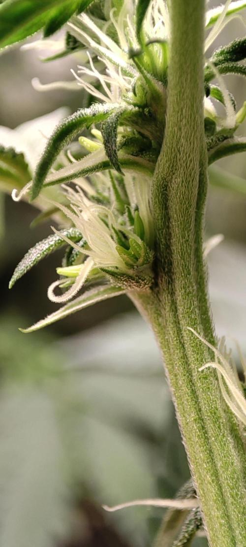 Lambeijax #3. Week 8