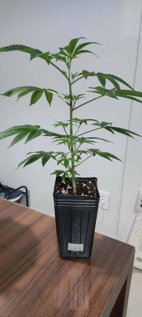 Mimosa #1. Week 4
