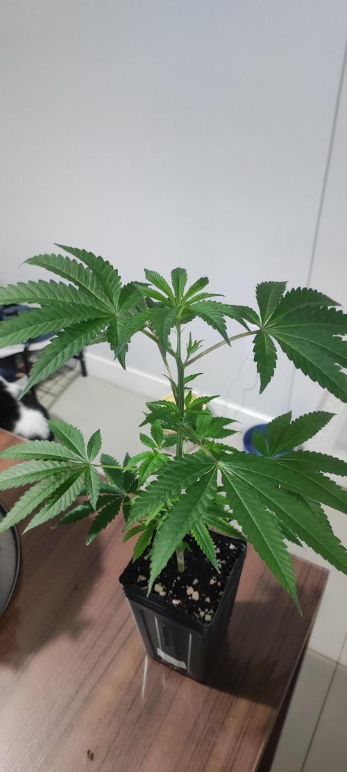 Mimosa #1. Week 4