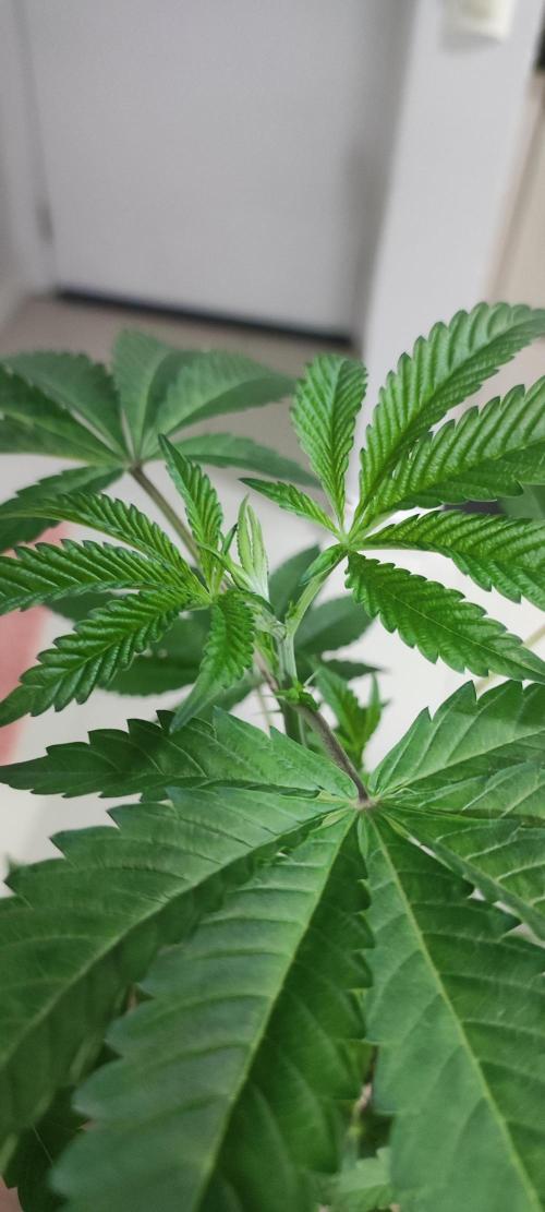 Mimosa #1. Week 4