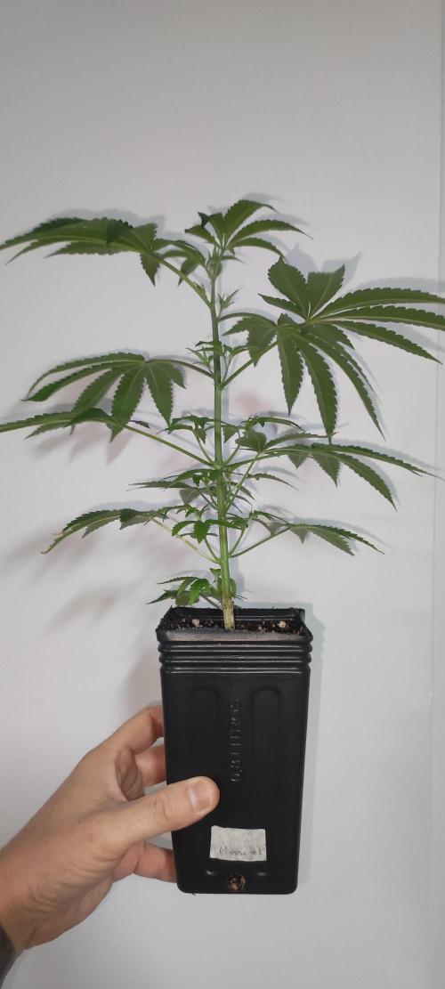 Mimosa #1. Week 4