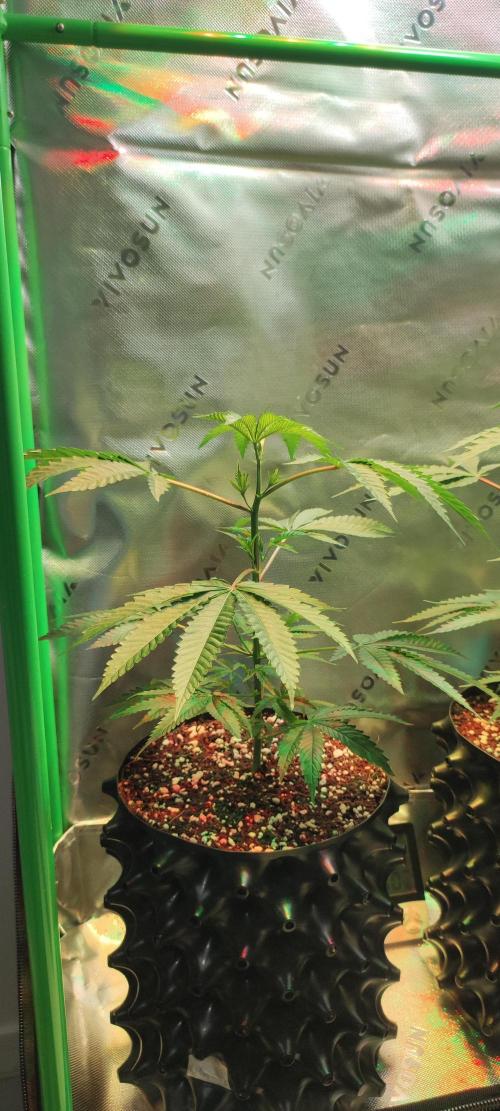 Mimosa #1. Week 4