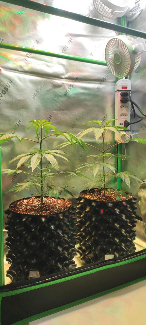 Mimosa #1. Week 4
