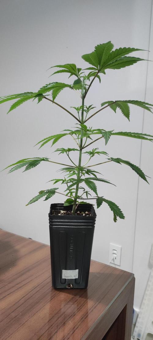 Garlotti #1. Week 4
