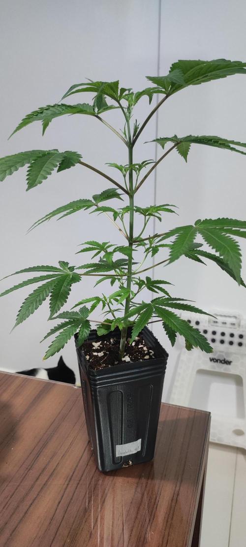 Garlotti #1. Week 4