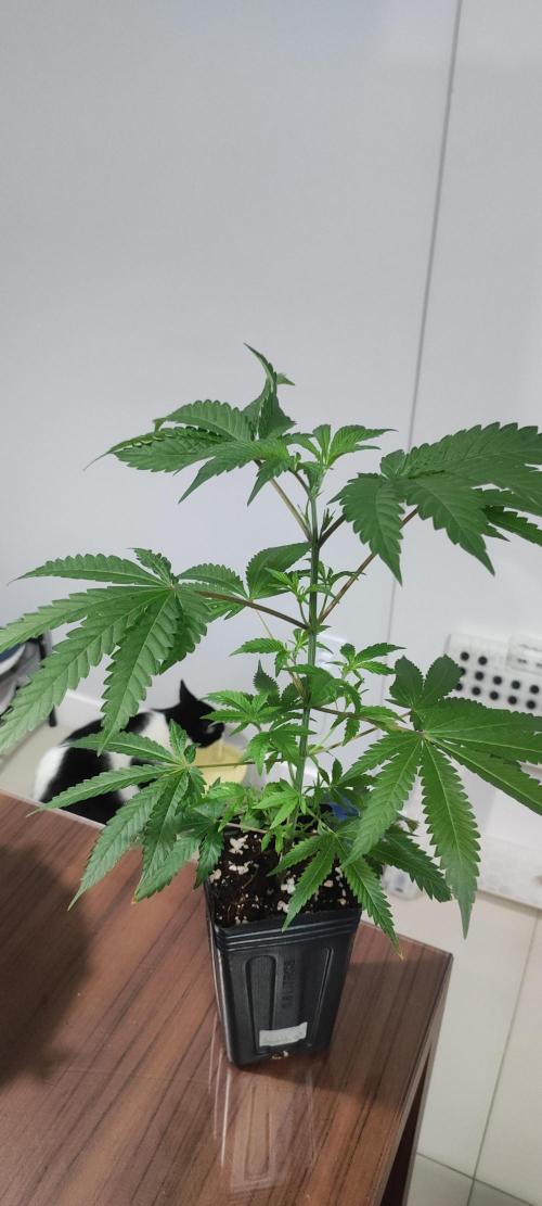 Garlotti #1. Week 4