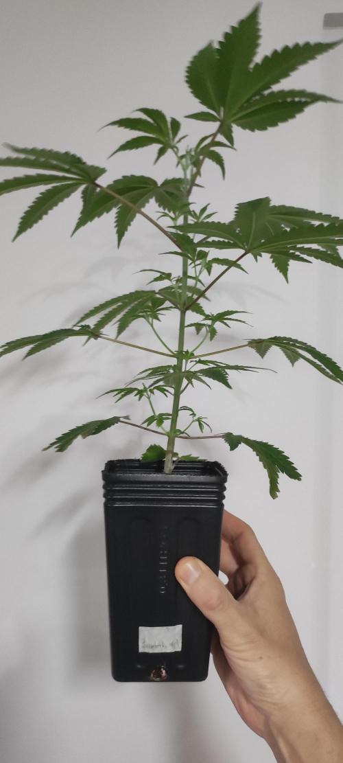Garlotti #1. Week 4