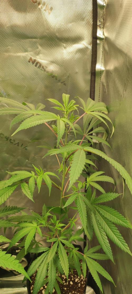 Strawberry Cough. Week 6