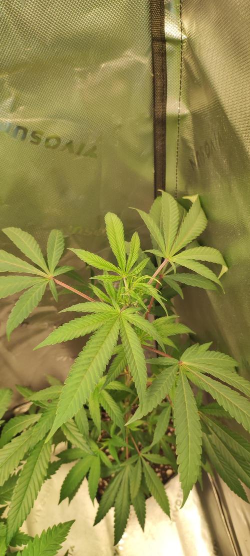 Strawberry Cough. Week 6
