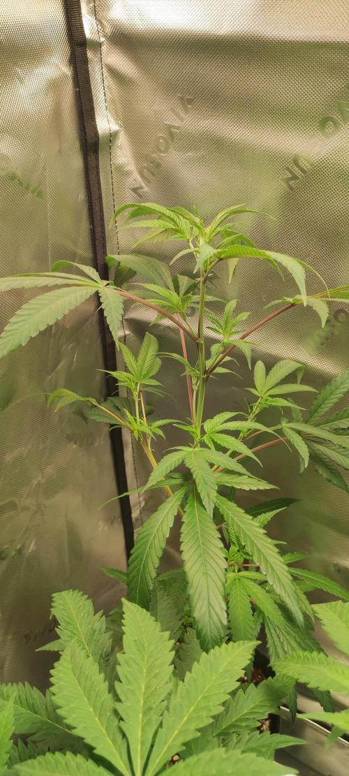 Strawberry Cough. Week 6