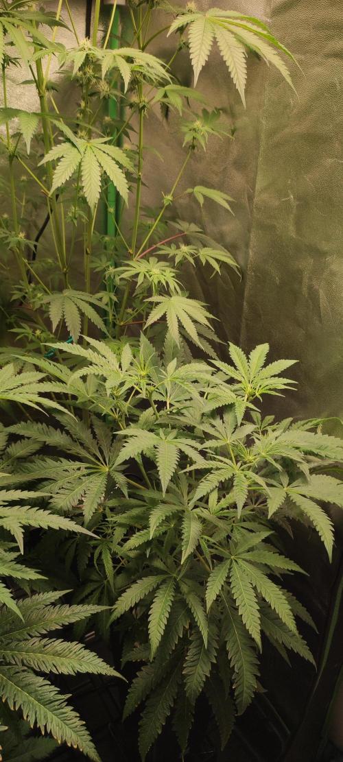 Julieta. Week 8