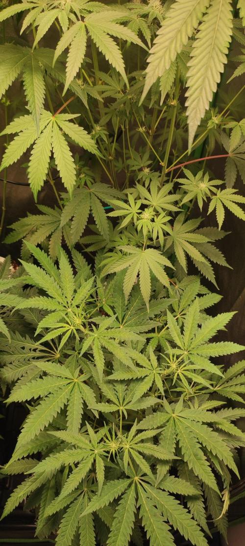 Julieta. Week 8