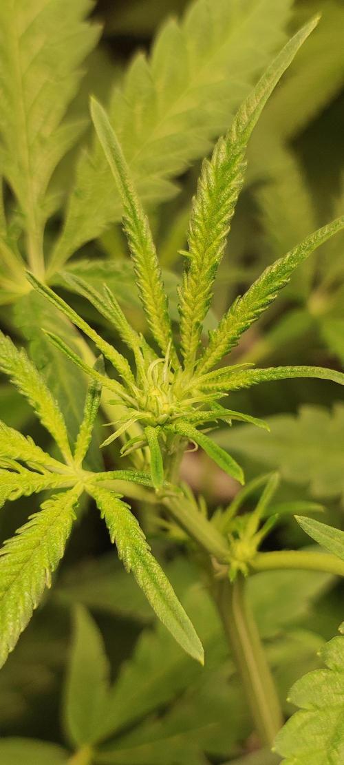 Julieta. Week 8