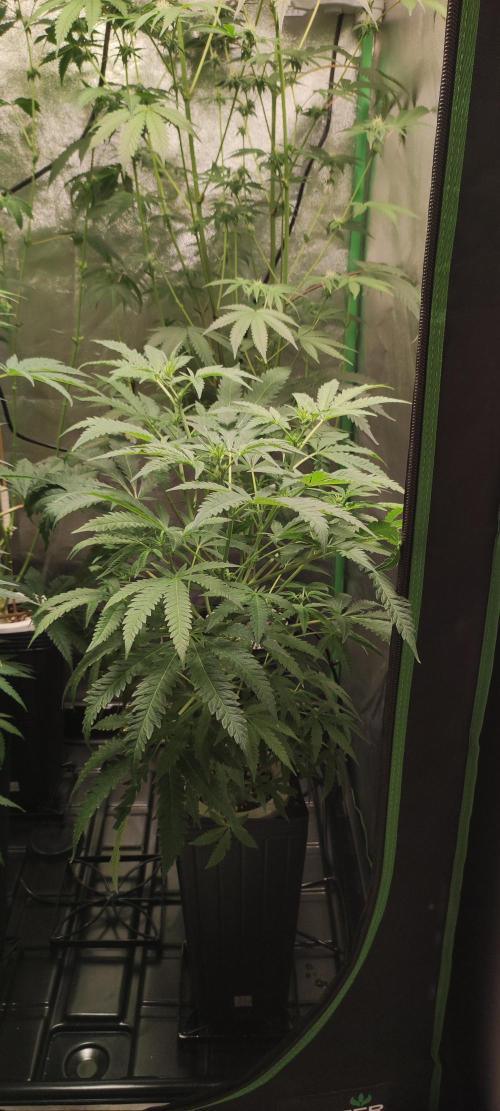 Julieta. Week 8