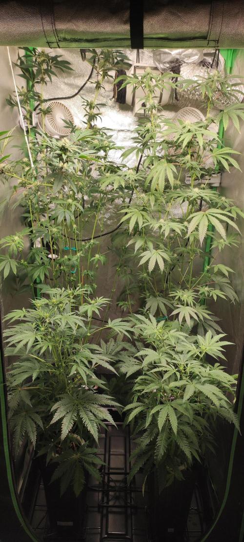 Julieta. Week 8