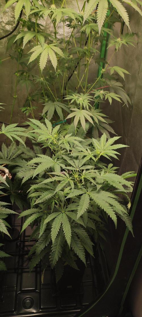 Julieta. Week 8