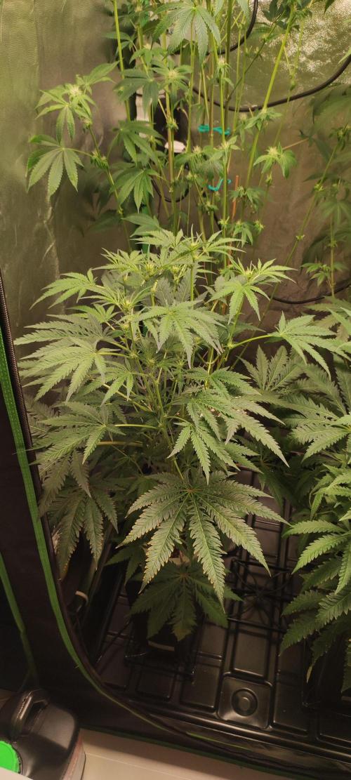 White Widow x Freakshow. Week 8
