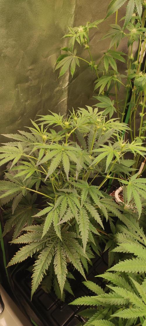 White Widow x Freakshow. Week 8