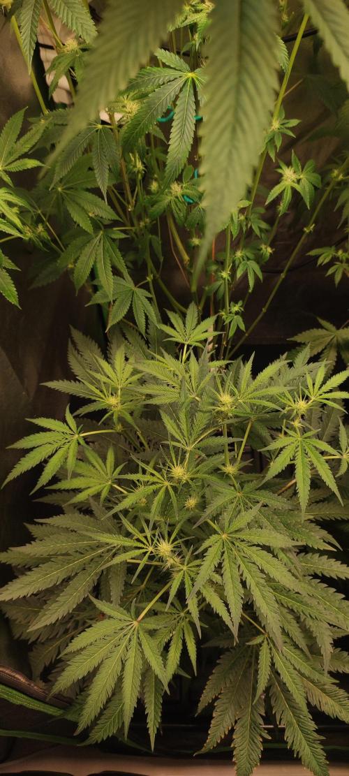 White Widow x Freakshow. Week 8
