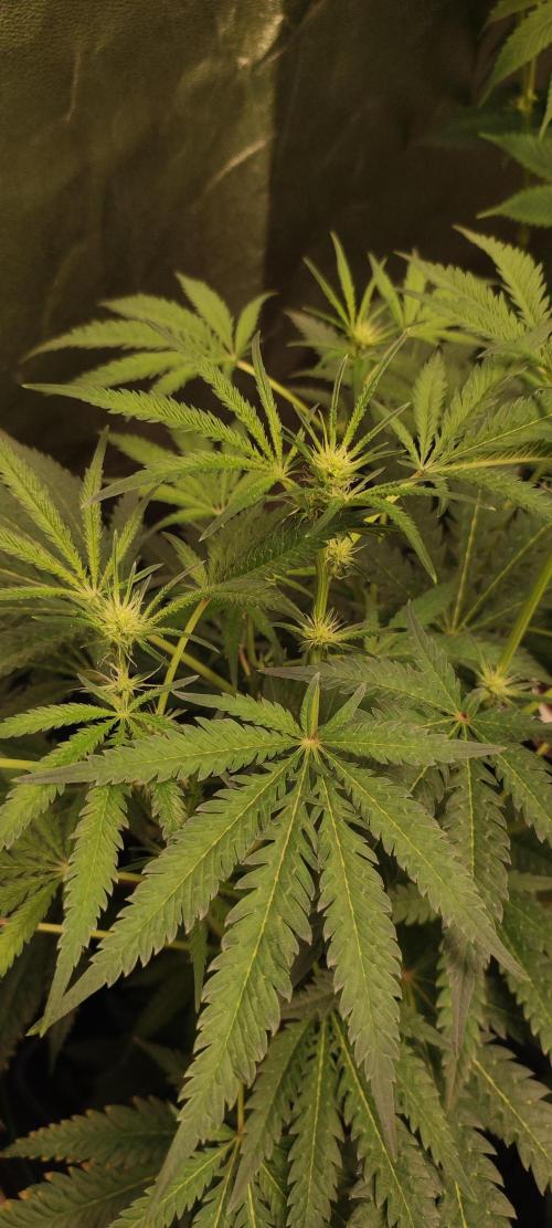White Widow x Freakshow. Week 8
