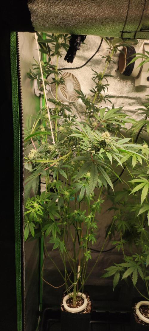 Mimosa. Week 10