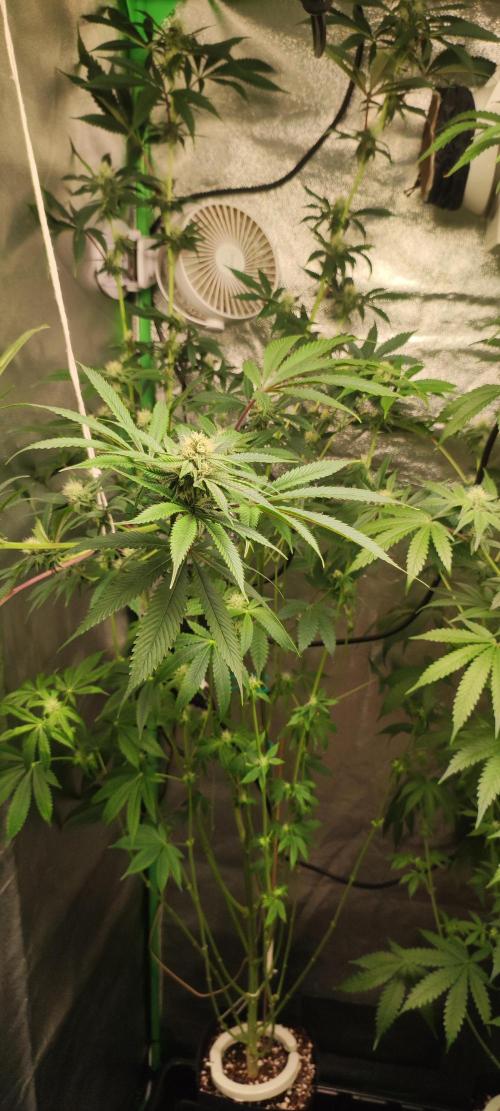 Mimosa. Week 10