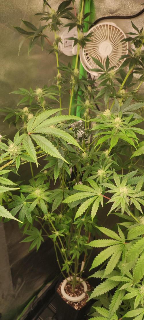Mimosa. Week 10