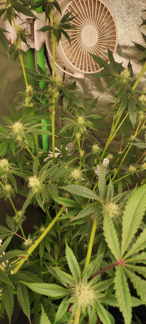 Mimosa. Week 10