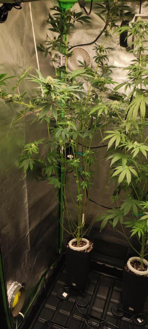 Mimosa. Week 10
