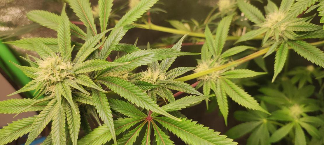 Mimosa. Week 10