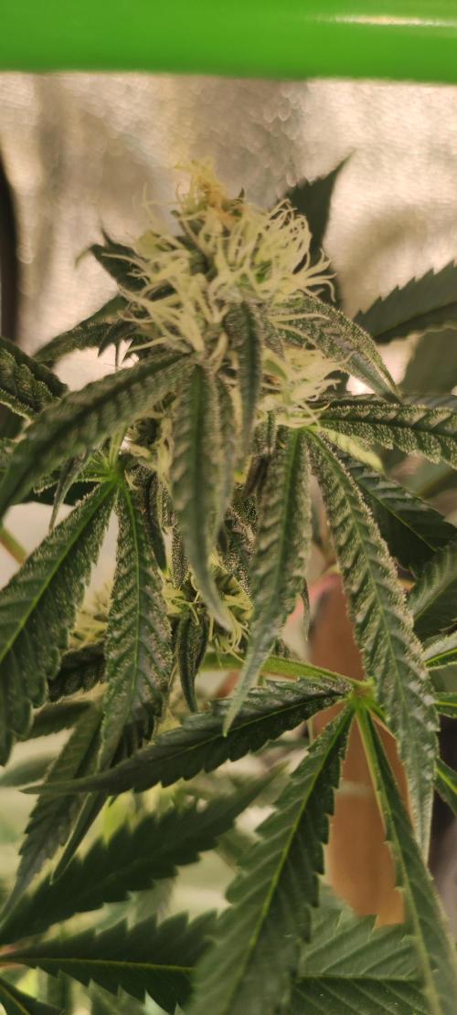 Mimosa. Week 10