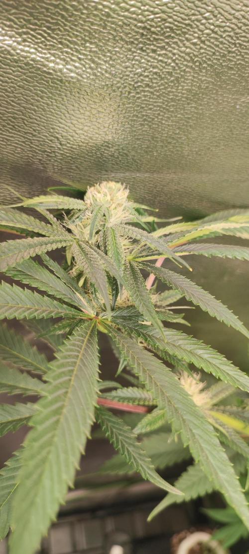 Mimosa. Week 10
