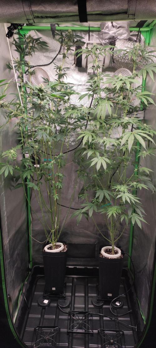 Mimosa. Week 10