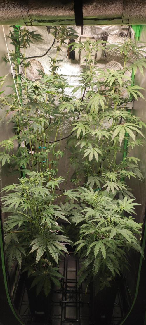 Mimosa. Week 10