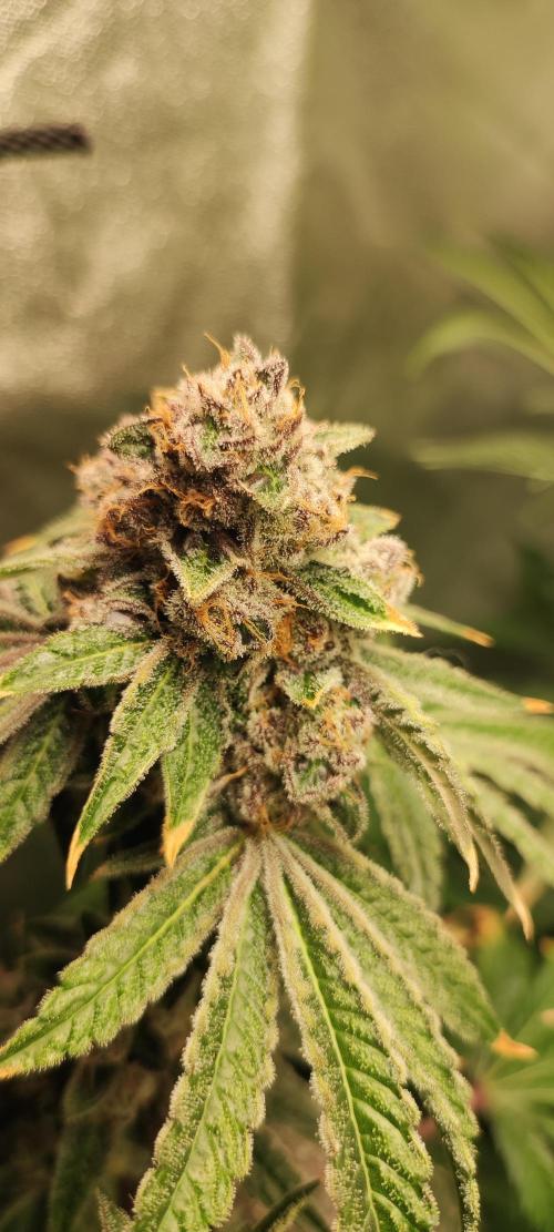 Grape Pie #1. Week 12