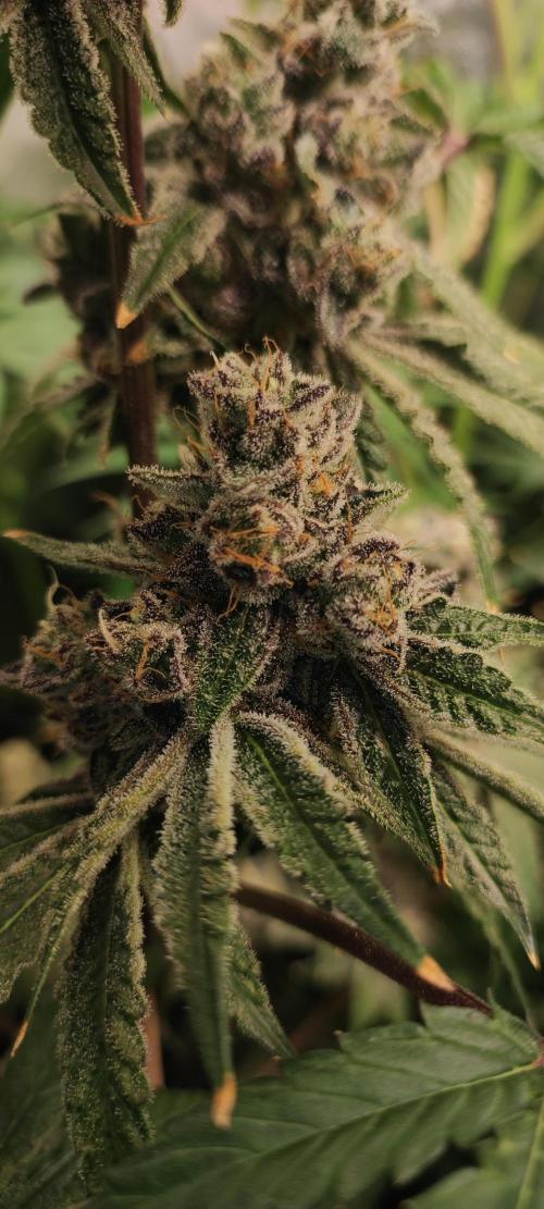 Grape Pie #1. Week 12