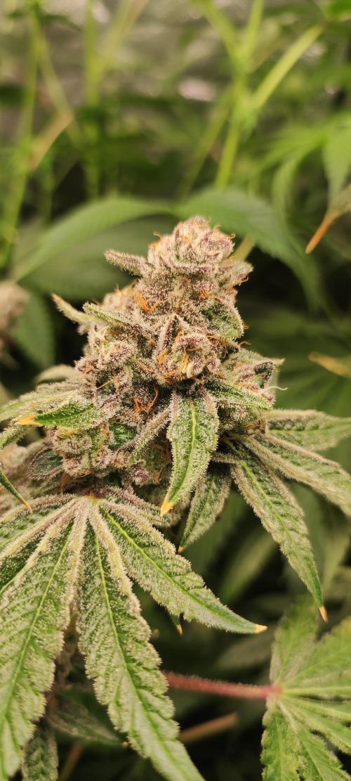 Grape Pie #1. Week 12