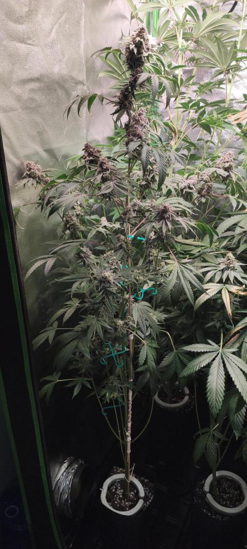 Grape Pie #1. Week 12