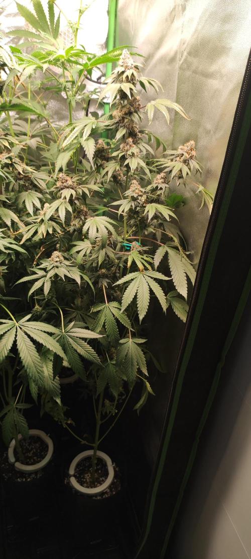 Banana Kush #1. Week 12