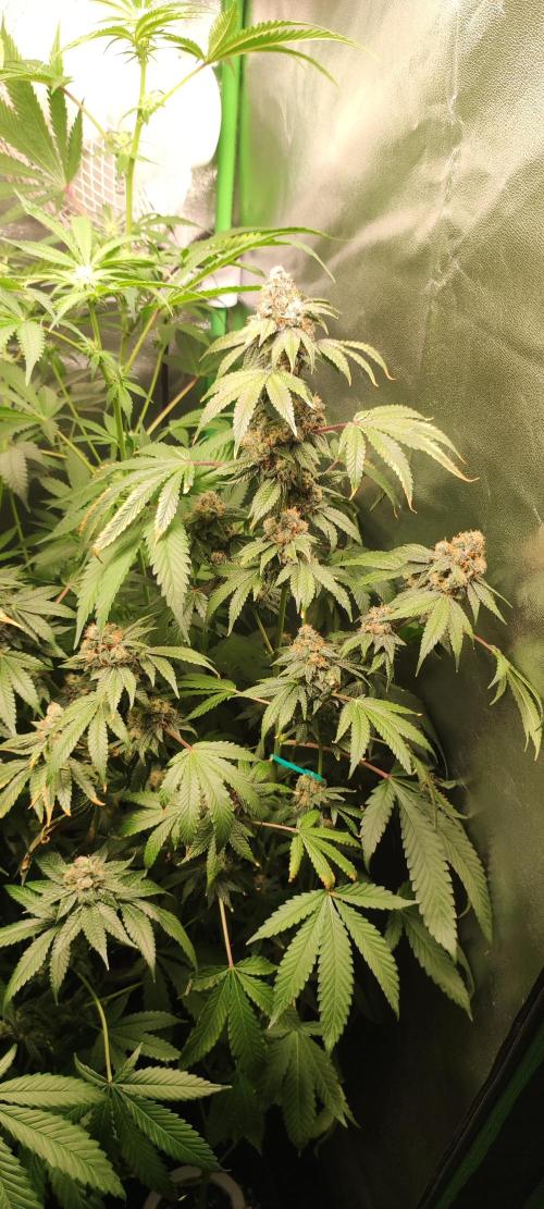 Banana Kush #1. Week 12