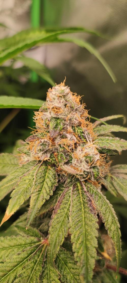 Banana Kush #1. Week 12